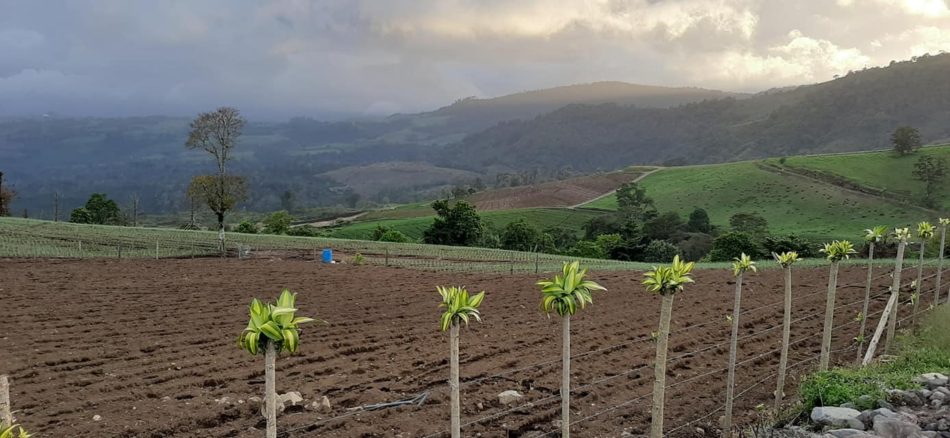 Current group travel in Costa Rica! Field Farm Tours Current group travel in Costa Rica! Field Farm Tours